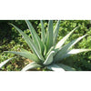 Fruit Of The Earth - Aloe Vera 100% Pure Gel